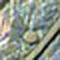 D. Lichen Green